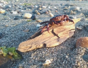 red crab on top of brown firewood thumbnail