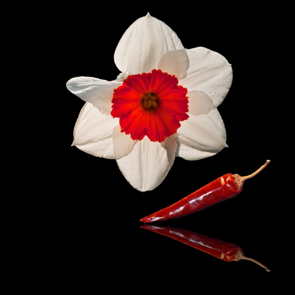 white and red daffodil and red chili preview