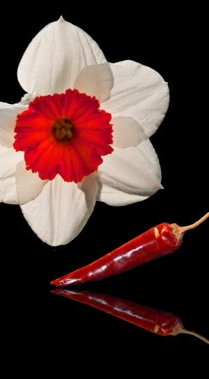 white and red daffodil and red chili thumbnail
