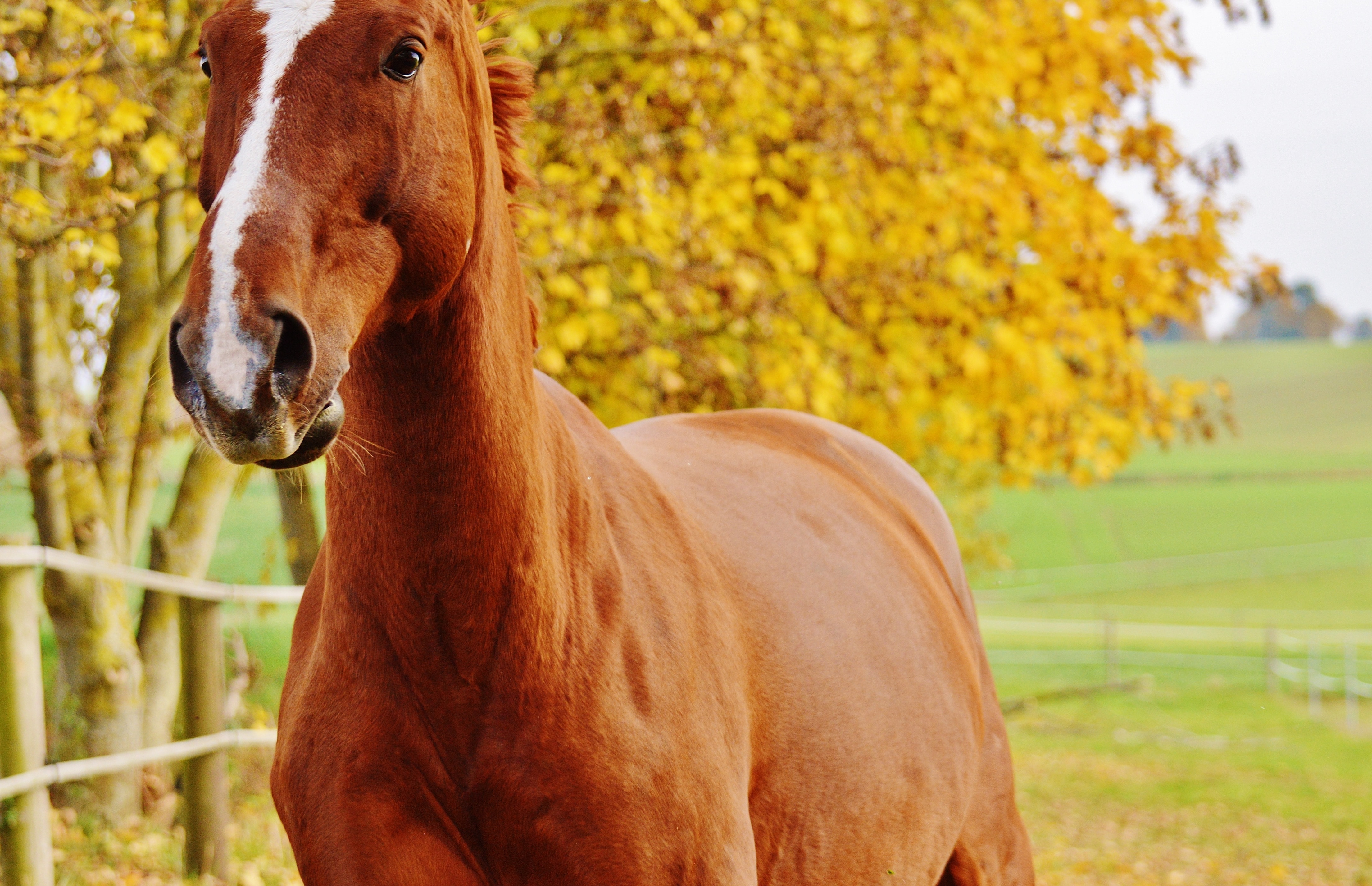 A horse is an animal. Грин манки лошадь. Коричневая лошадь. Благородная лошадь. Бурая лошадь.