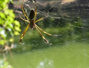 black yellow and brown golden orb weaver spider thumbnail