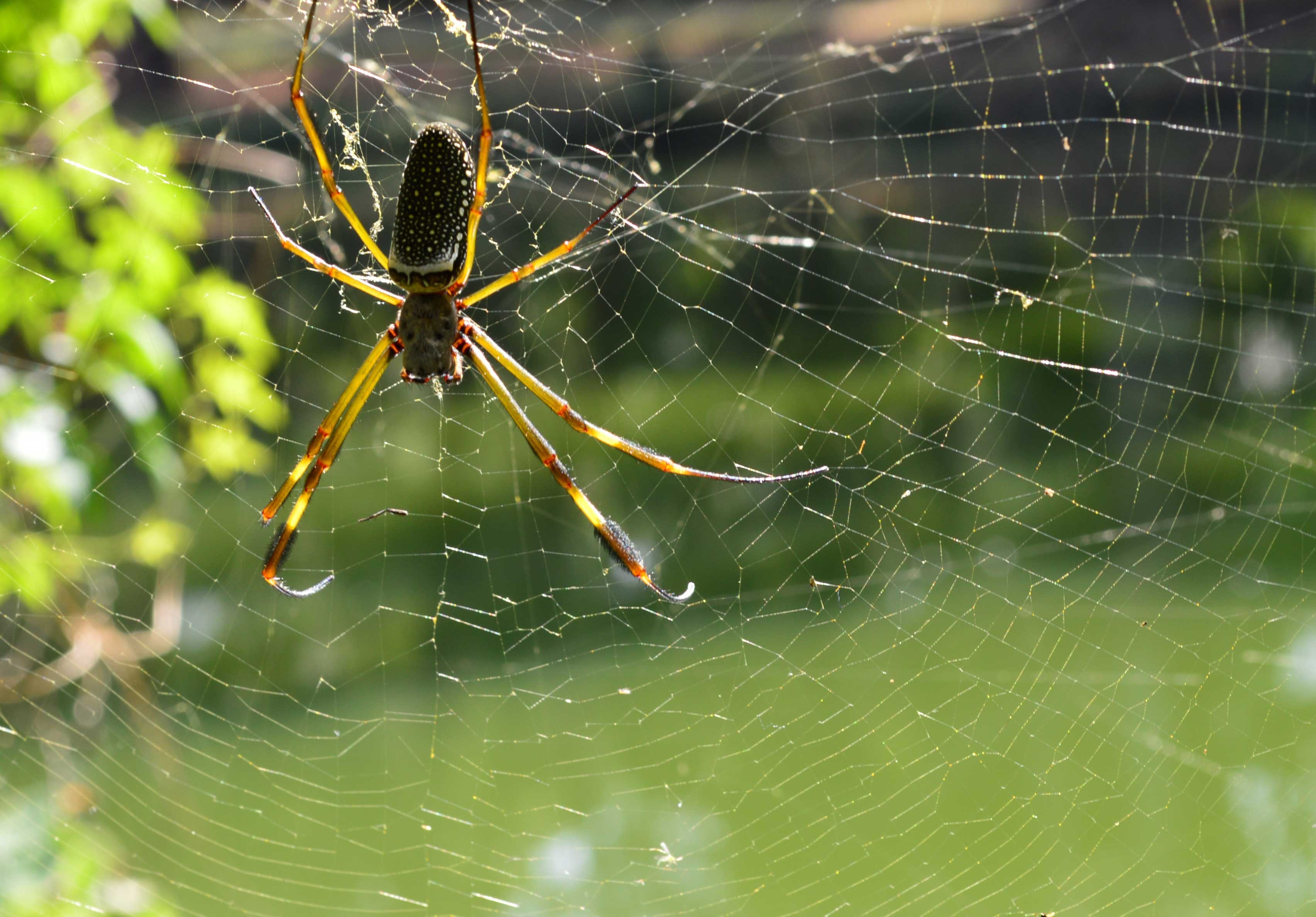 black yellow and brown golden orb weaver spider