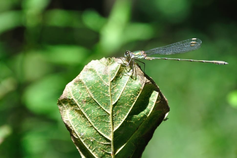 Close-Up, Dragonfly, Insect, Leaf, leaf, one animal preview