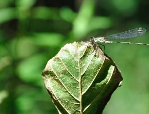 Close-Up, Dragonfly, Insect, Leaf, leaf, one animal thumbnail