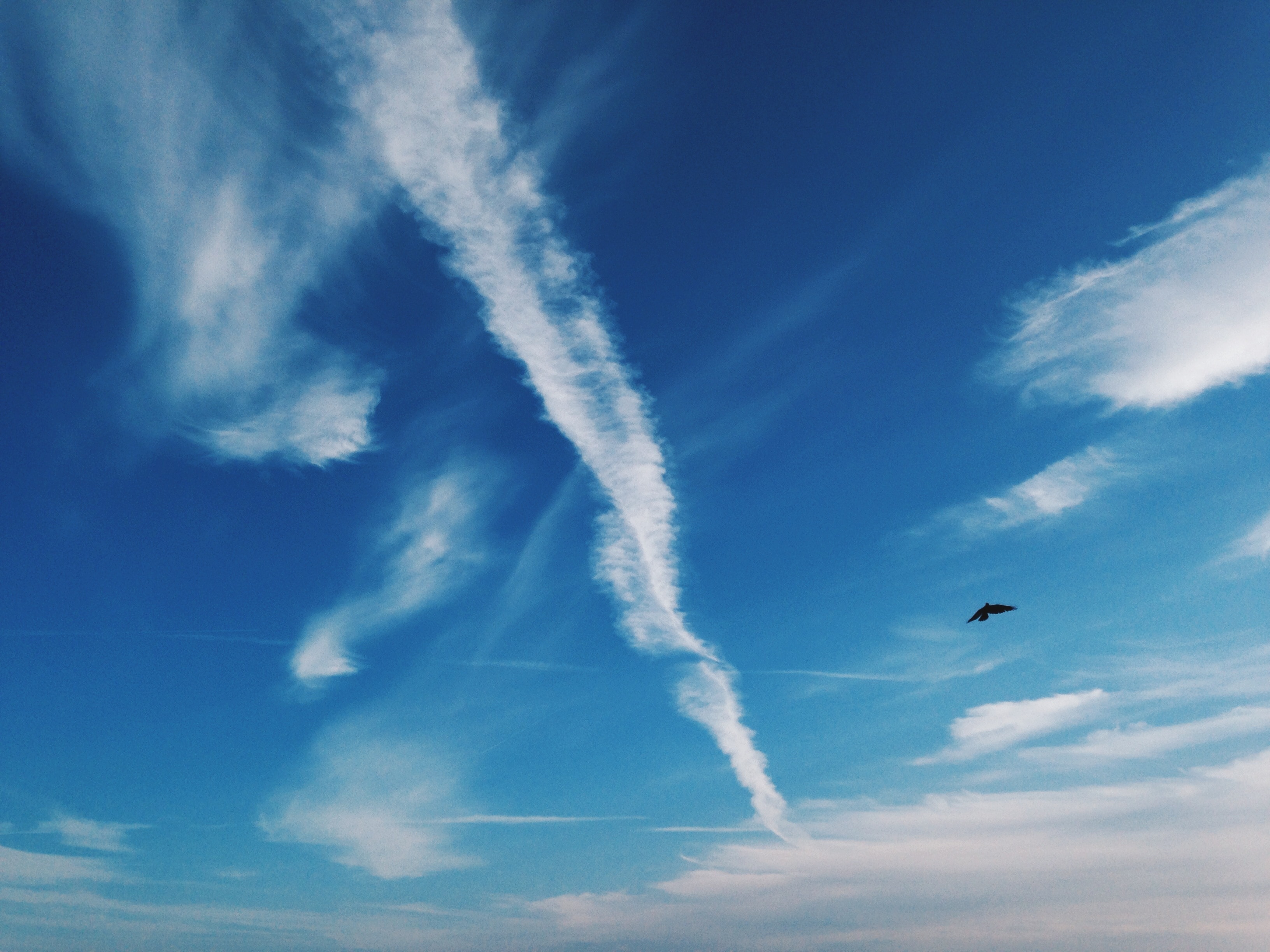 Синяя птица облака. Облако в форме птицы. Птица из облаков. Голубое небо с облаками. Облака в форме птиц красивые.