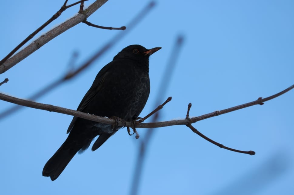 Blackbird, Branch, Male, Bush, Songbird, bird, animal wildlife preview