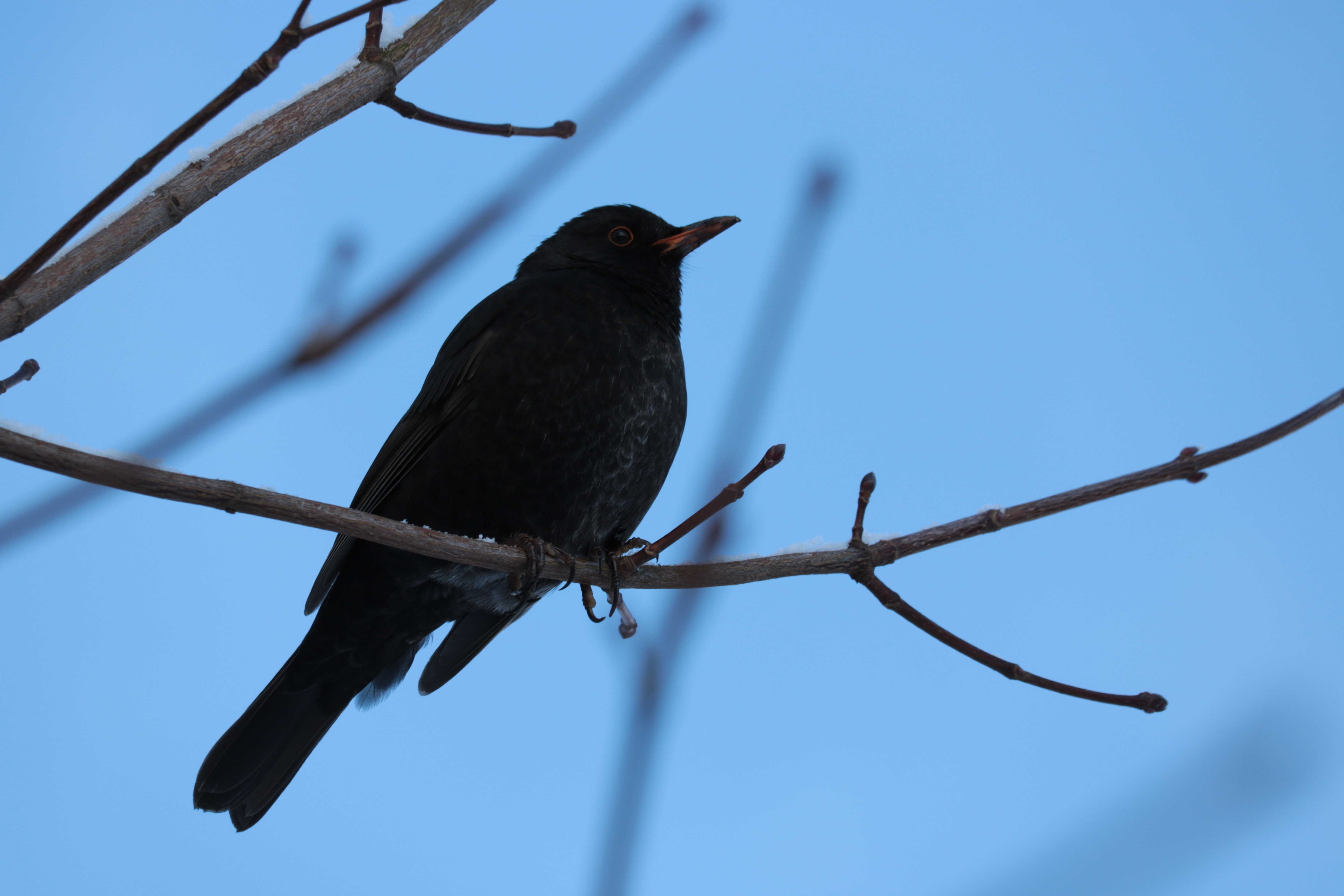 Blackbird, Branch, Male, Bush, Songbird, bird, animal wildlife