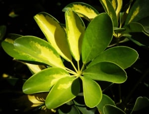 green and yellow leaf plant thumbnail
