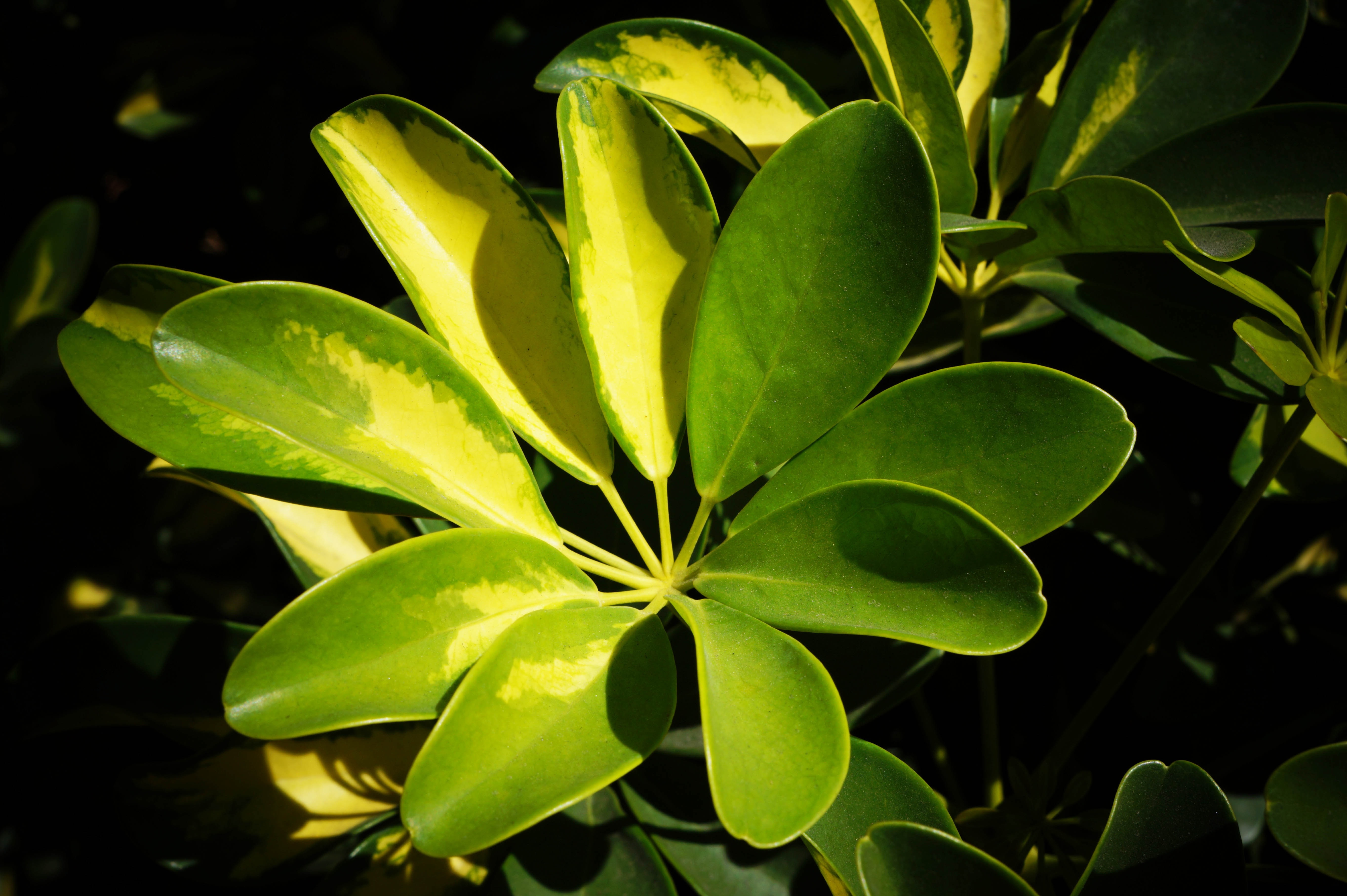 green and yellow leaf plant