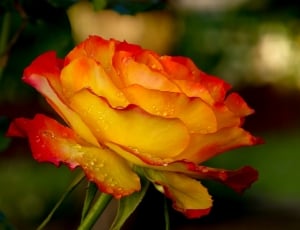 Garden, Roses, Beauty, flower, petal thumbnail