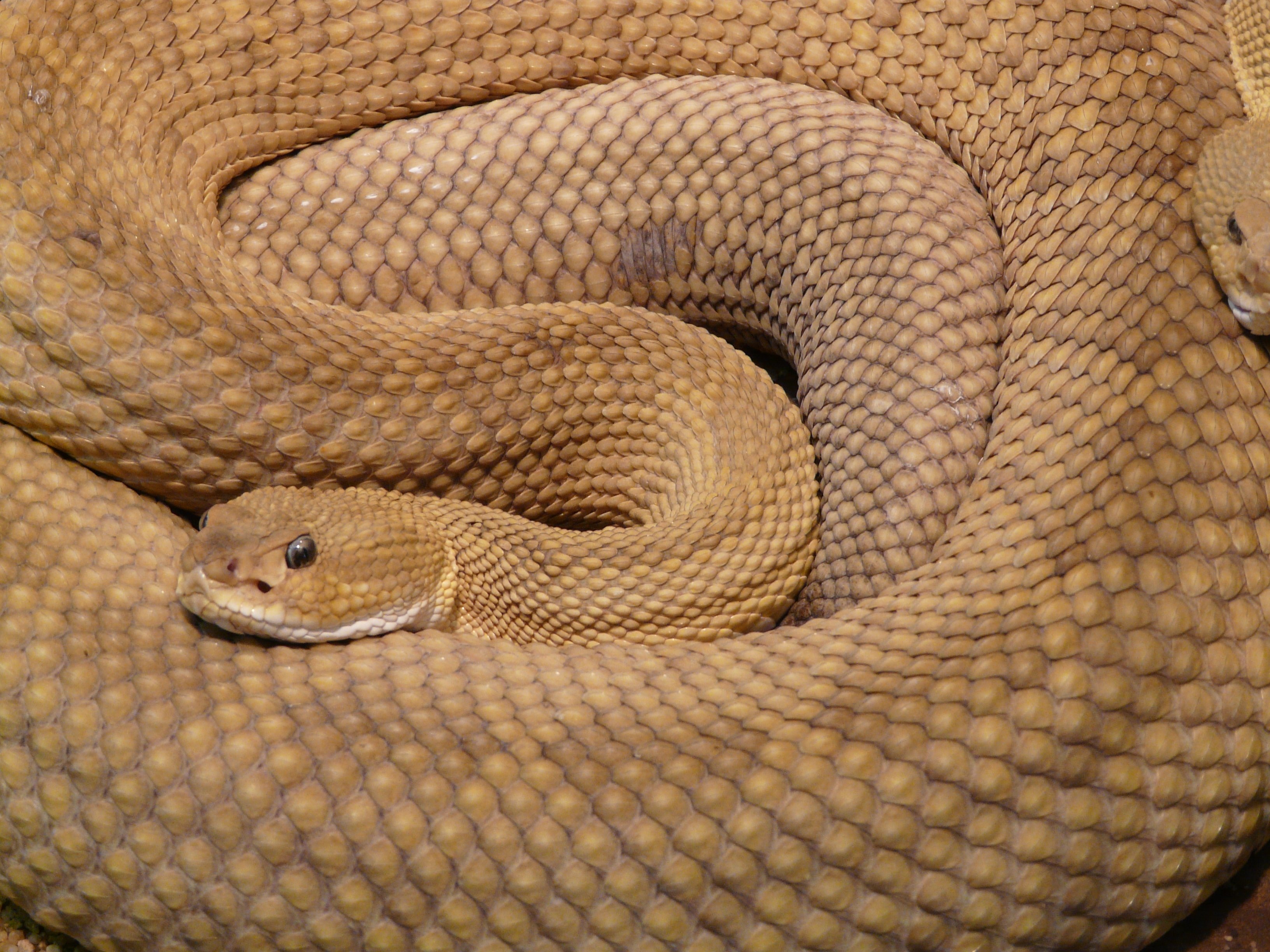 beige cobra