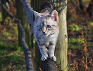 brown tabby kitten on tree branch thumbnail