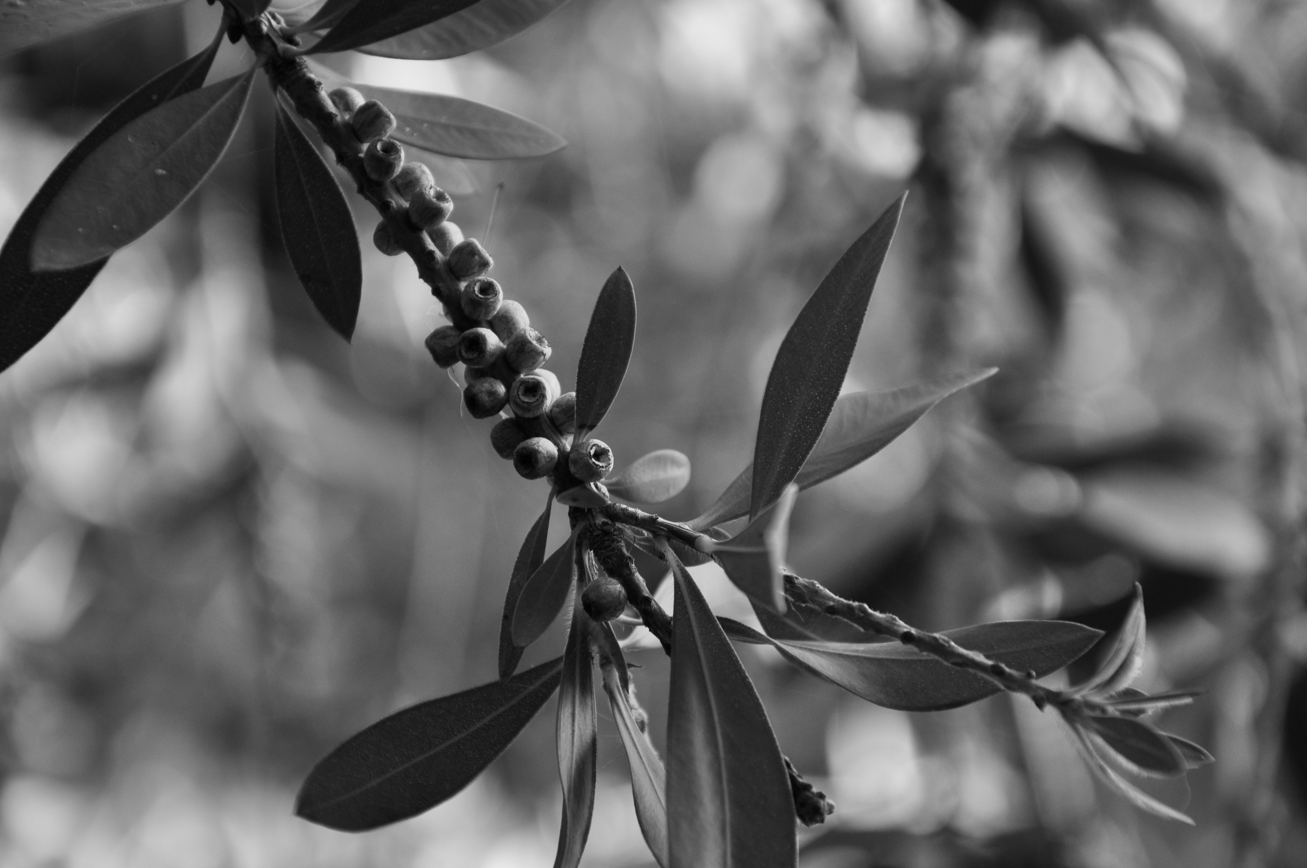 leaf plant grayscale photograph