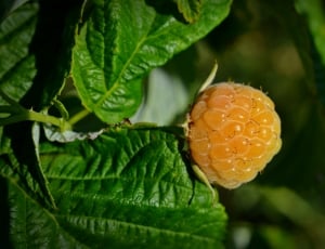 orange fruit with green leaf thumbnail