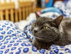 gray coated cat in close up photo graphy thumbnail