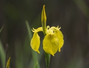 iris flower thumbnail