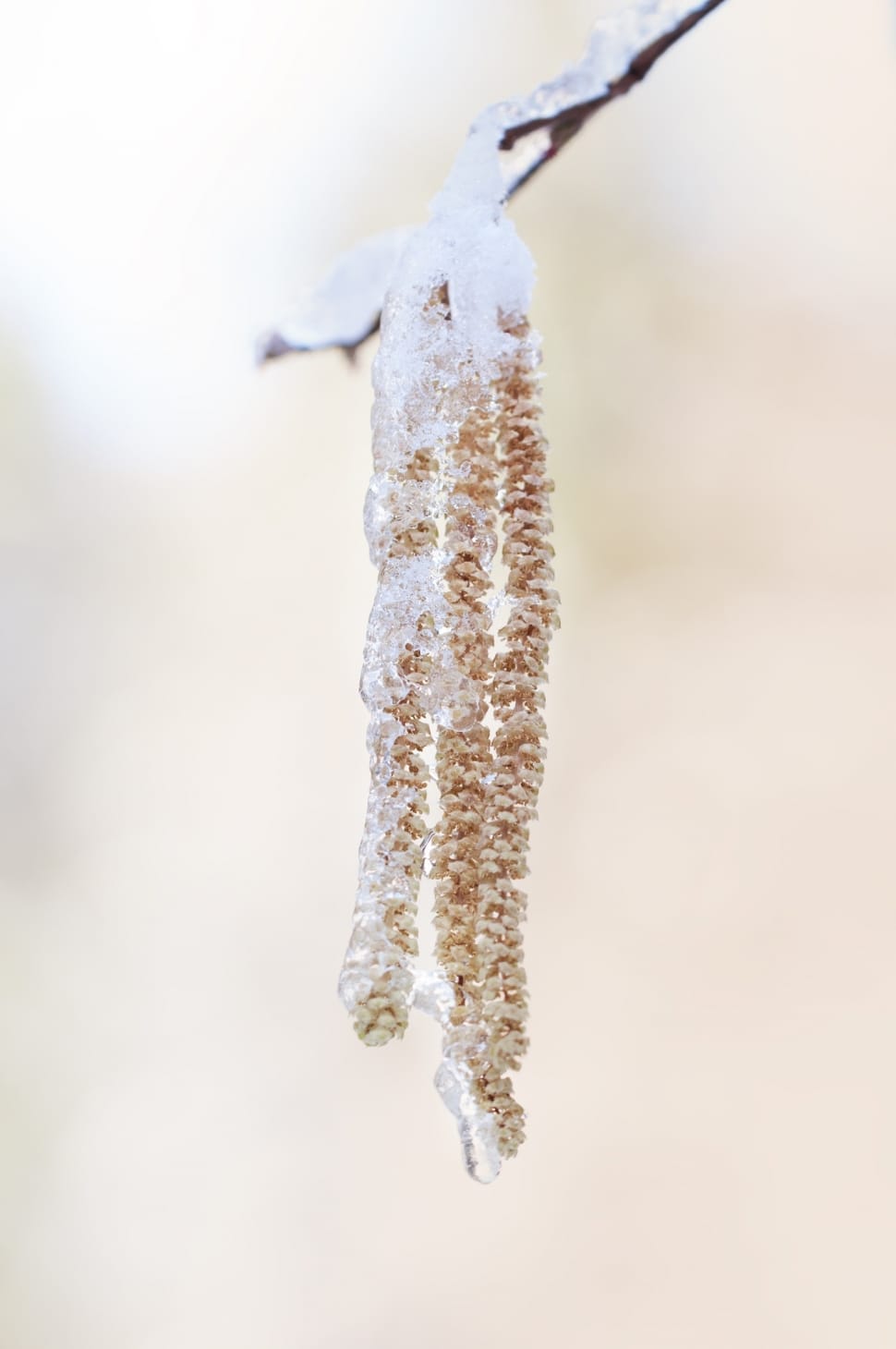 brown plant covered with snow preview