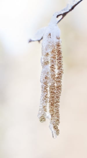 brown plant covered with snow thumbnail