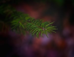green pine plant thumbnail
