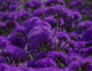 Flower, Bloom, Blue, Blossom, Violet, purple, flower thumbnail