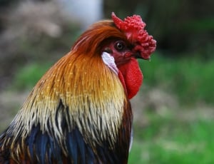brown red and black rooster thumbnail