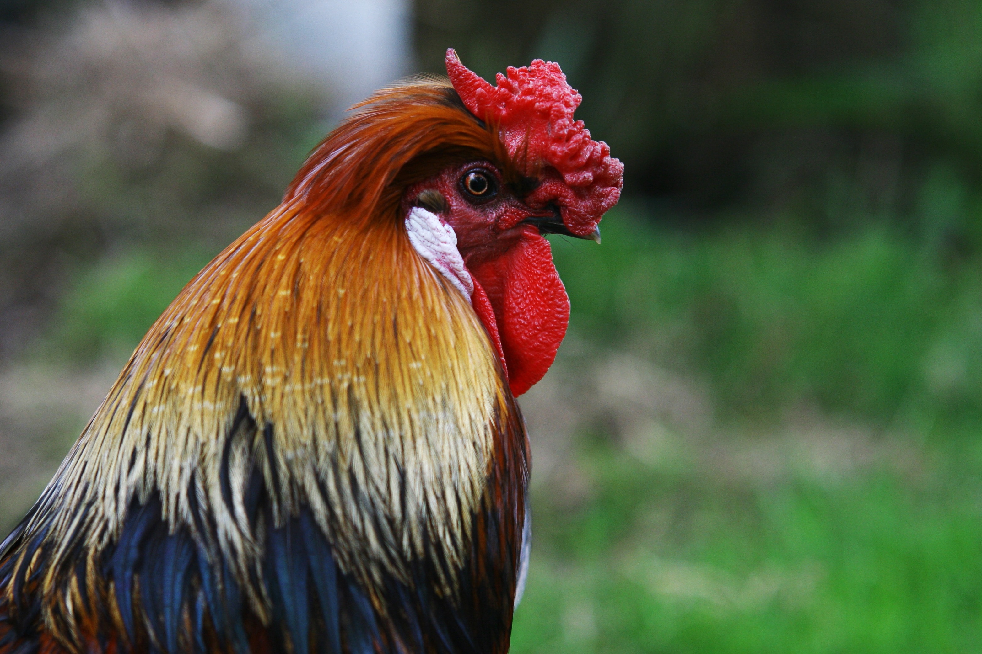 brown red and black rooster