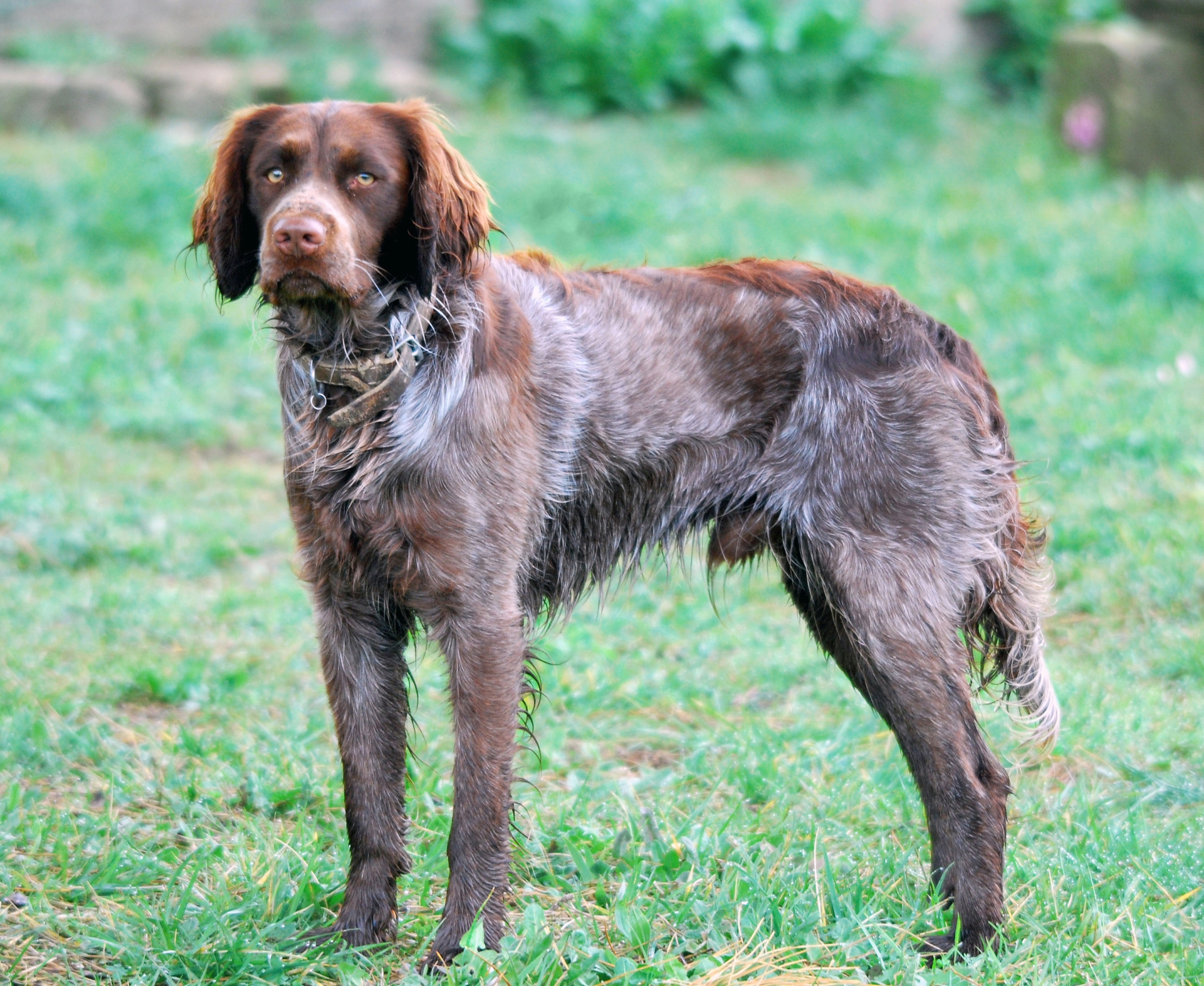 brown long coat dog