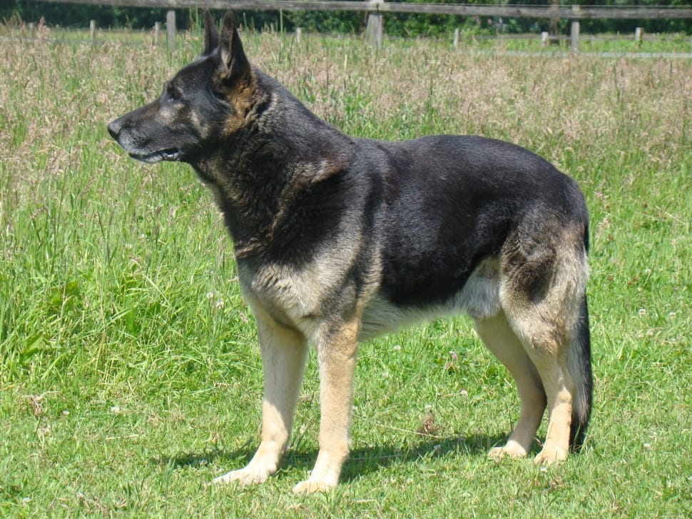 German Shepherd, Schäfer Dog, Dog, Pet, ,  preview