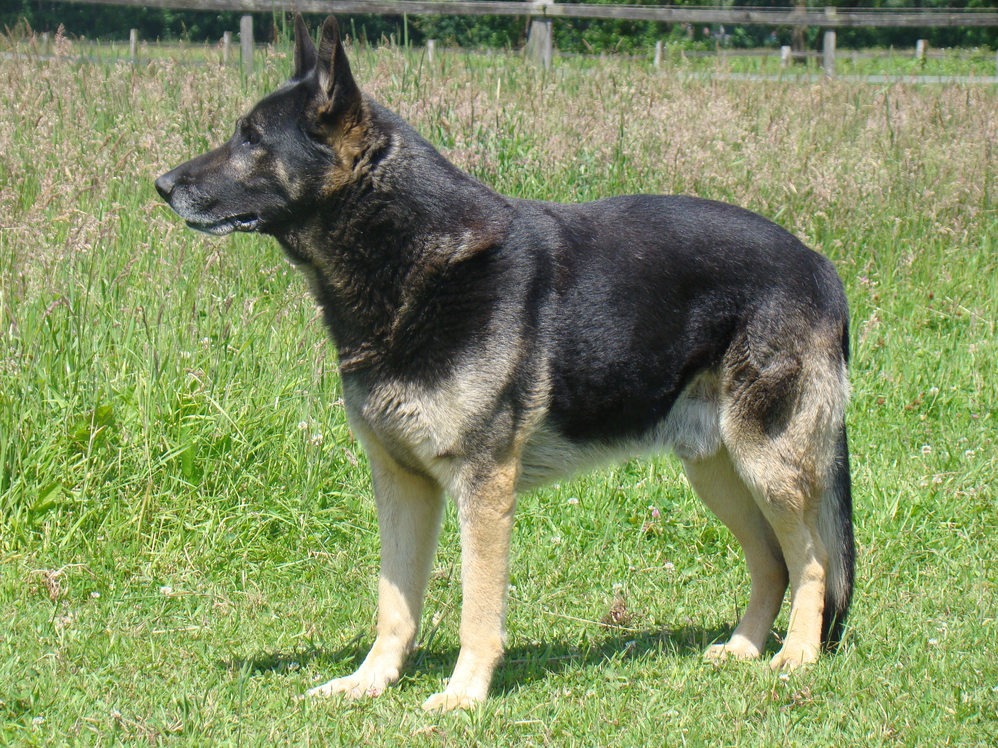 German Shepherd, Schäfer Dog, Dog, Pet, , 