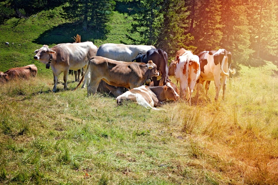 herd of cows on grass preview