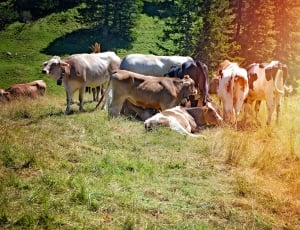 herd of cows on grass thumbnail