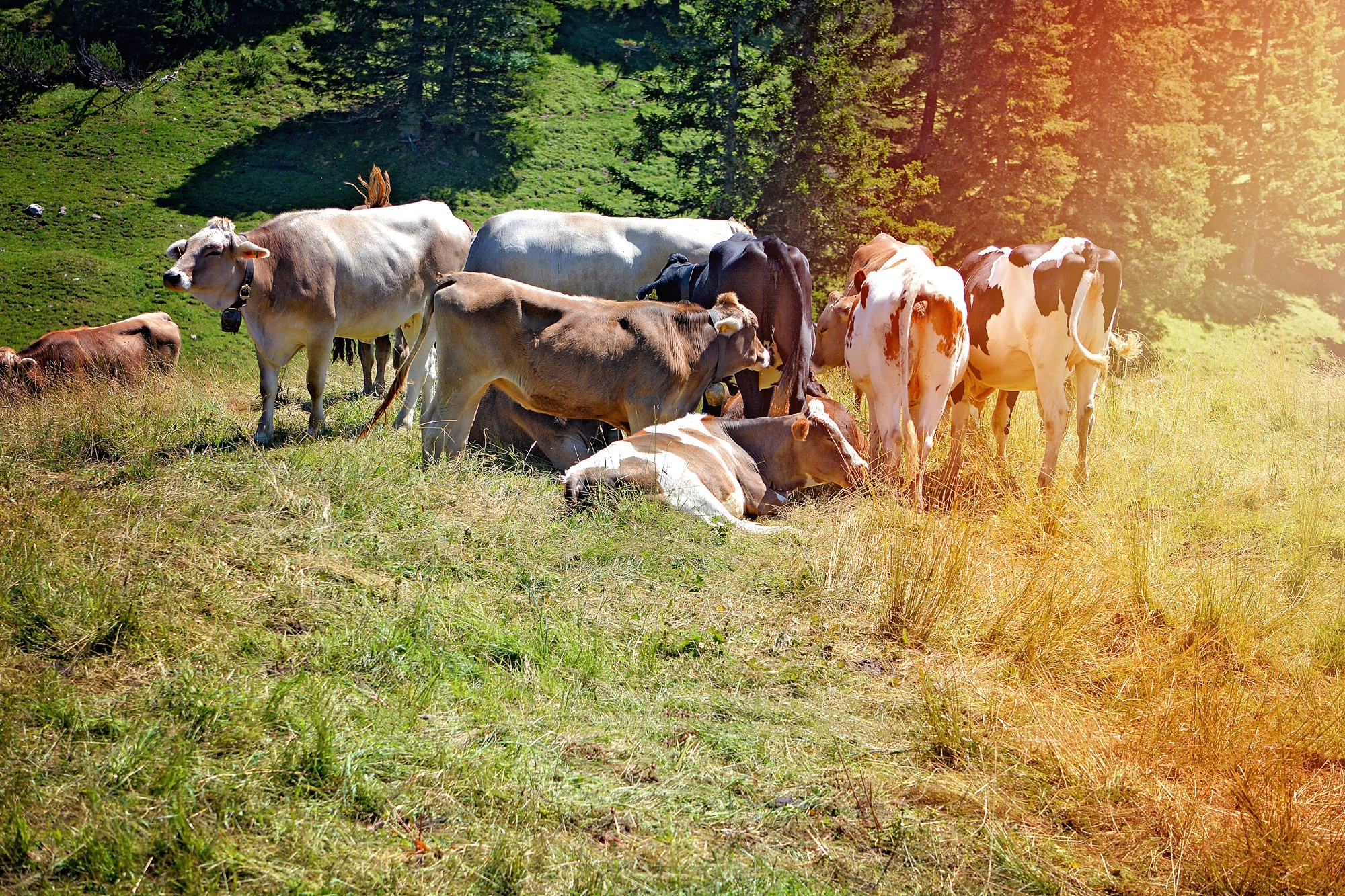 herd of cows on grass