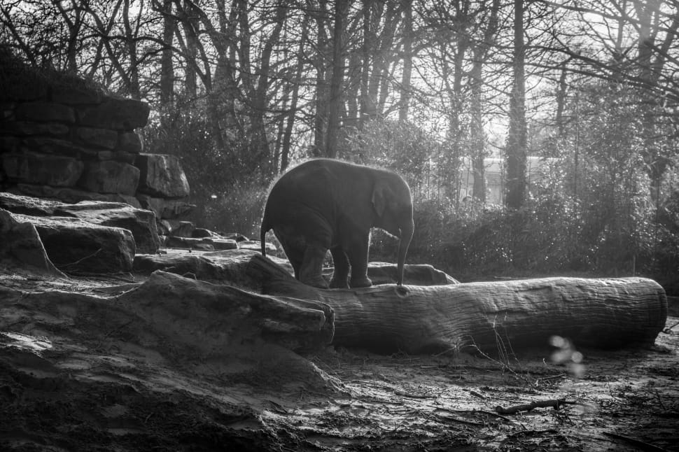 greyscale of elephant on tree trunk during daytime preview