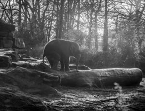 greyscale of elephant on tree trunk during daytime thumbnail