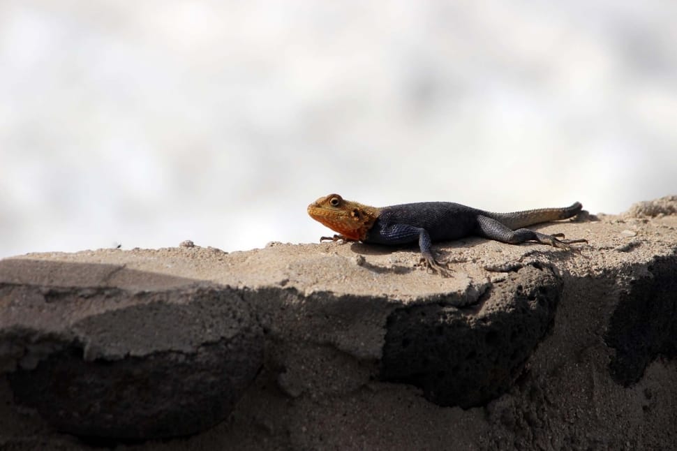 black and brown gecko preview