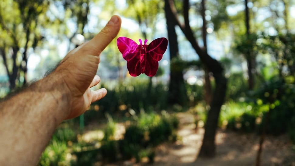 hand, arm, butterfly, trees, human hand, flower preview