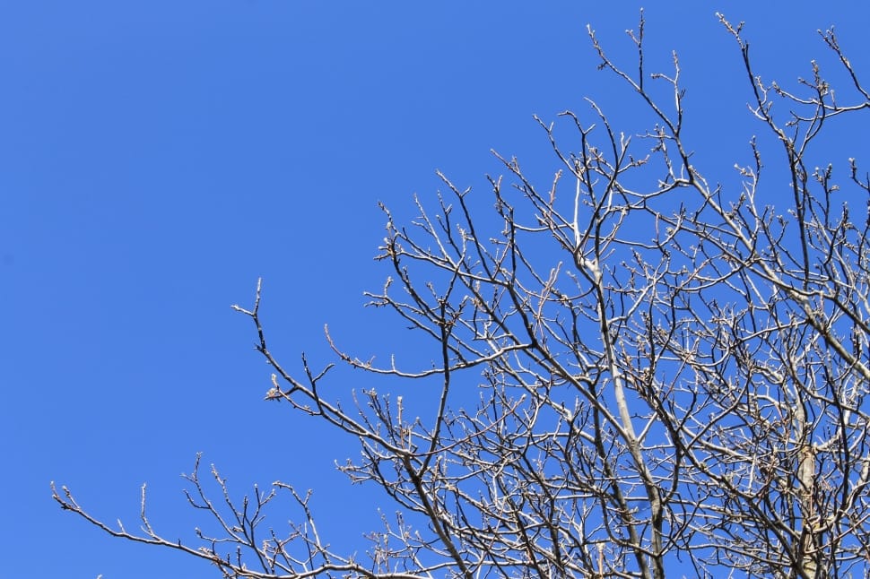 Sky, Blue, Trees, Background, Branches, bare tree, blue preview