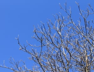 Sky, Blue, Trees, Background, Branches, bare tree, blue thumbnail