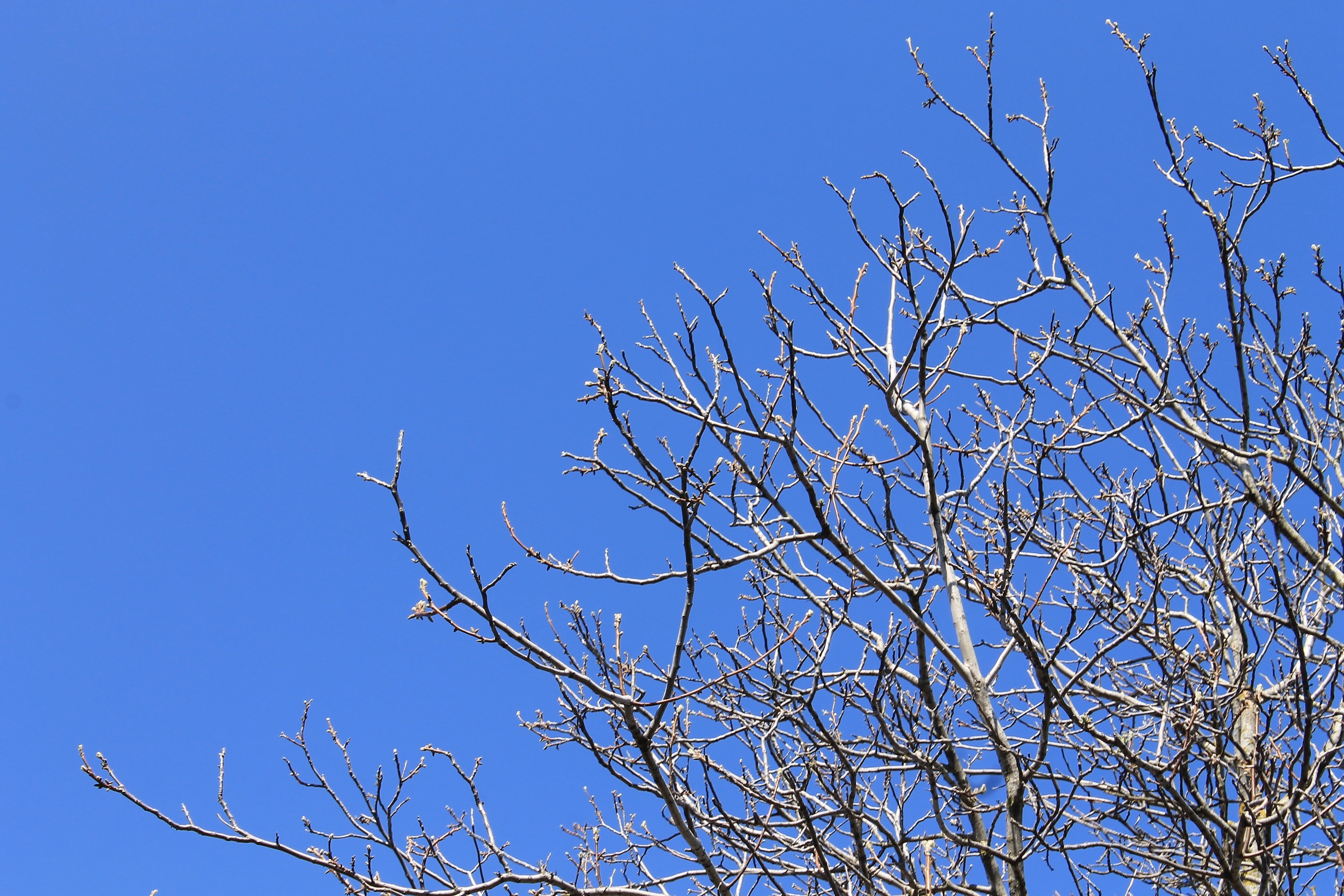 Sky, Blue, Trees, Background, Branches, bare tree, blue