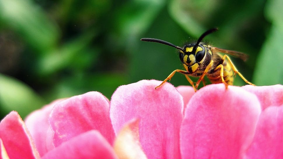yellow jacket wasp perched on pink petaled flower preview