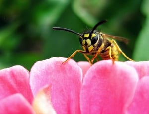 yellow jacket wasp perched on pink petaled flower thumbnail