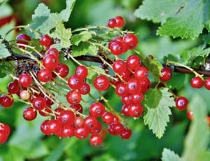 Red, Berries, Fruit, Currants, fruit, red thumbnail