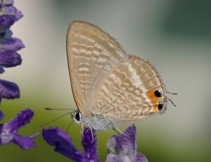 brown and grey butterfly thumbnail
