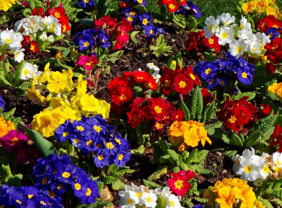 Red Yellow And Purple Flower Garden Free Image Peakpx