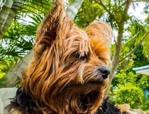 Vigilant Dog, Dog, Yorkshire Terrier, one animal, dog thumbnail