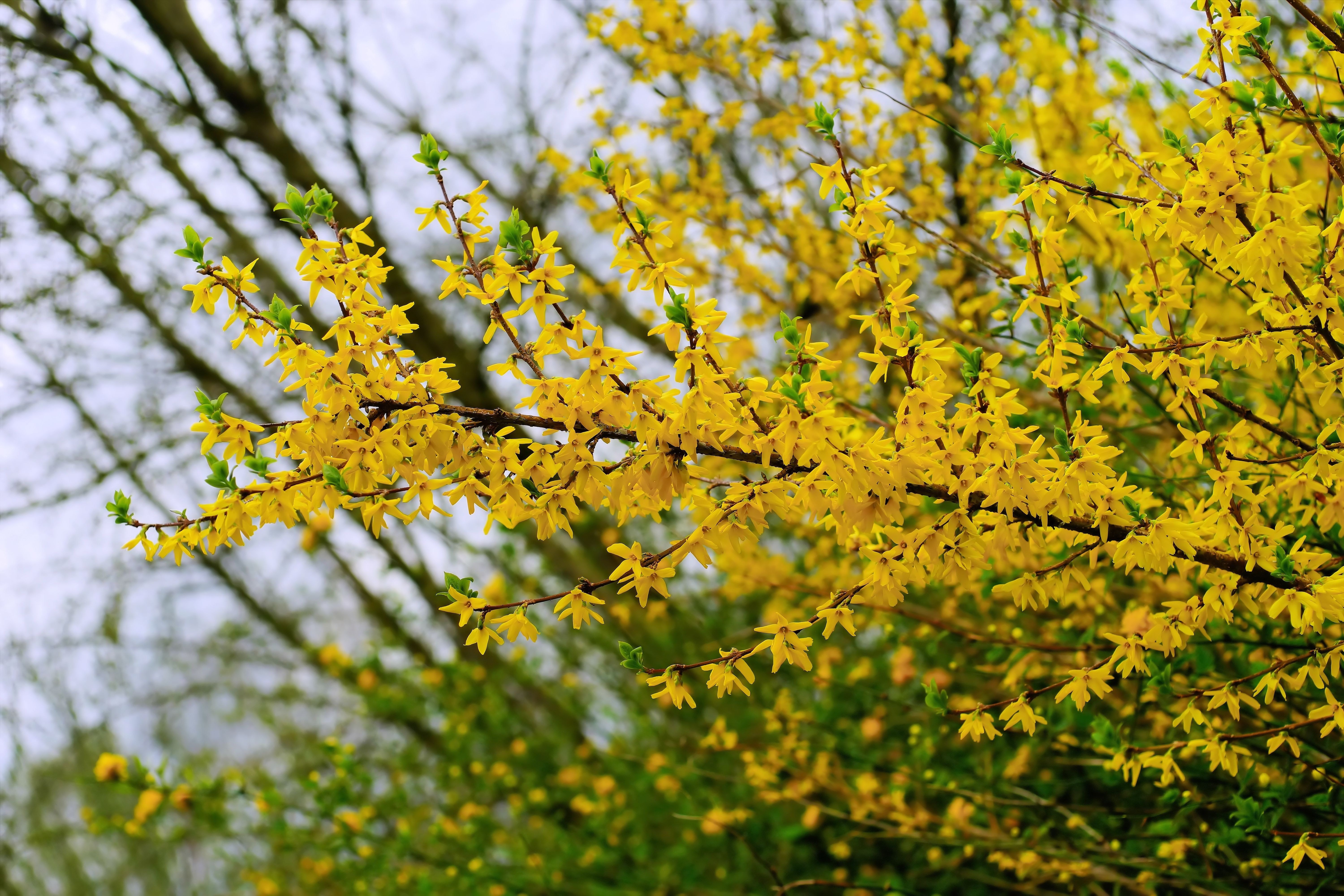 yellow leaf cluster flower