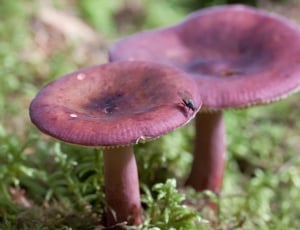 two mushroom in green grass thumbnail