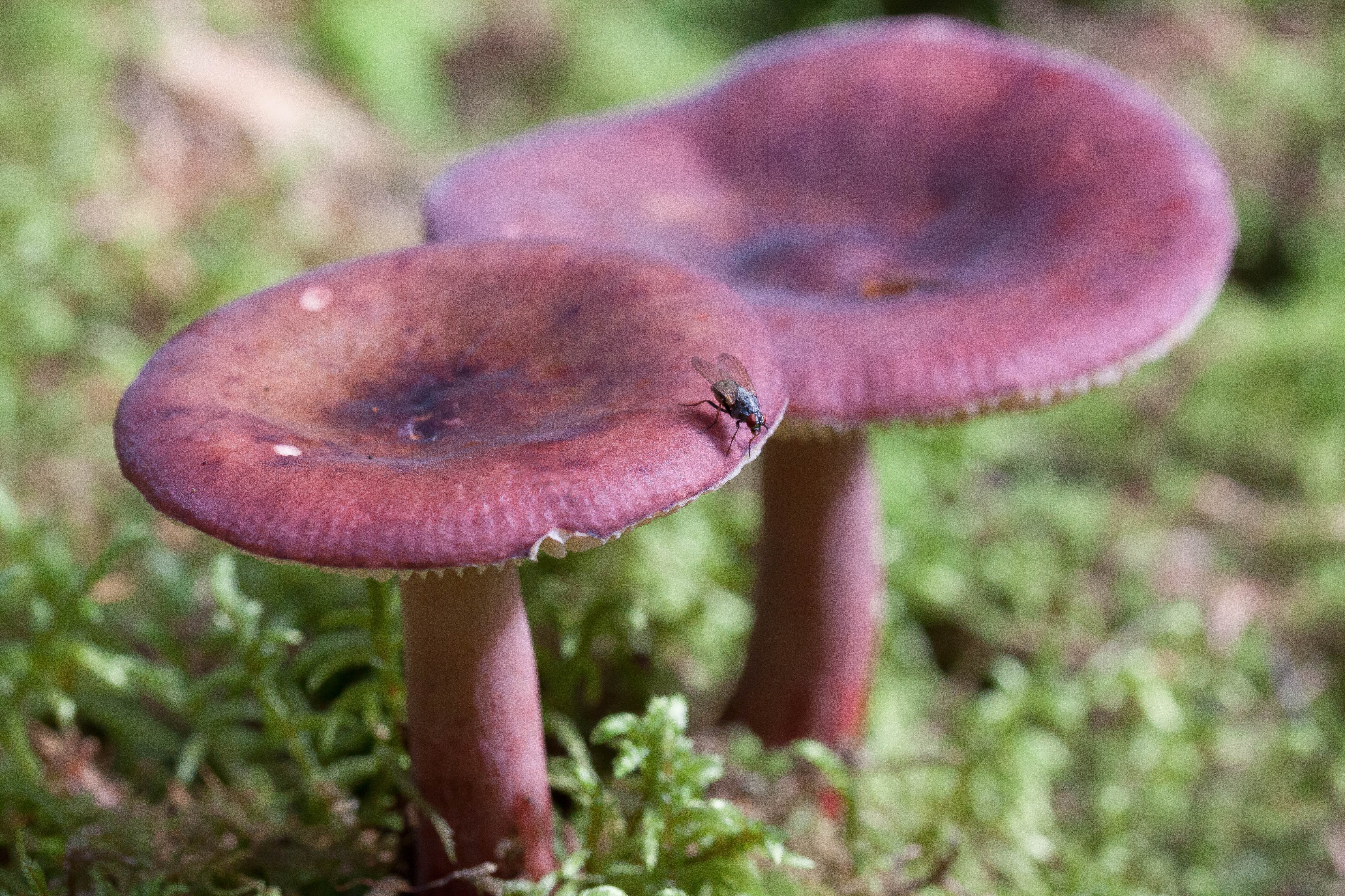 two mushroom in green grass