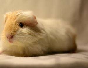 white and brown hamster thumbnail