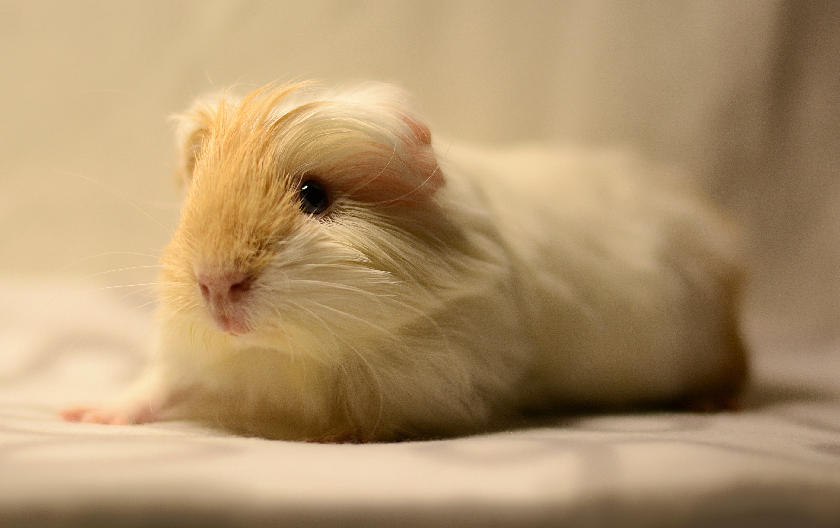 white and brown hamster
